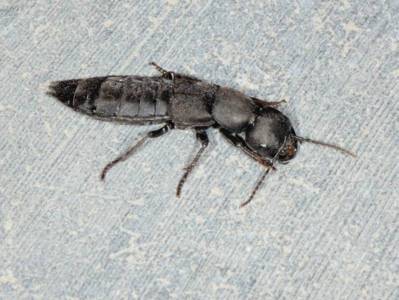 Staphylinus olens [Famille : Staphylinidae]