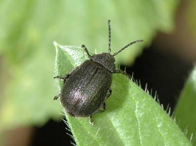 Galeruca tanaceti [Famille : Chrysomelidae]