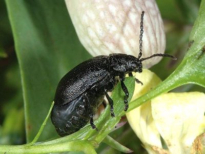 Galeruca tanaceti [Famille : Chrysomelidae]