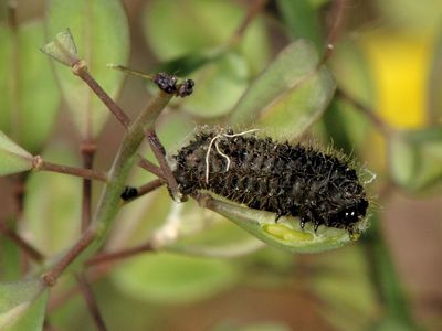 Galeruca tanaceti [Famille : Chrysomelidae]