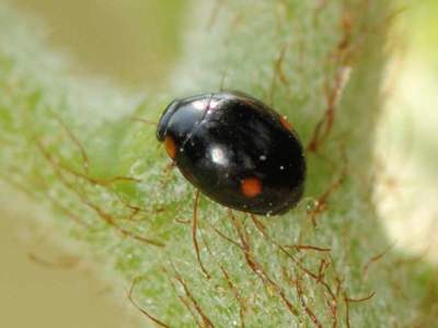 Hyperaspis campestris [Famille : Coccinellidae]