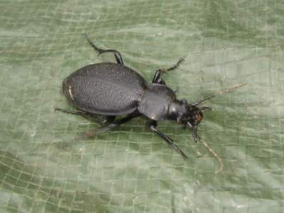 Carabus coriaceus [Famille : Carabidae]