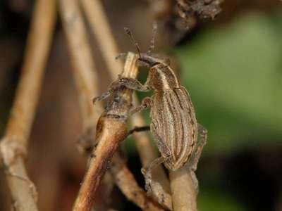 Hypera arator [Famille : Curculionidae]