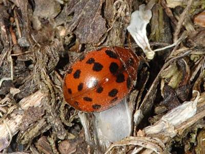 Subcoccinella vigintiquatuorpunctata [Famille : Coccinellidae]