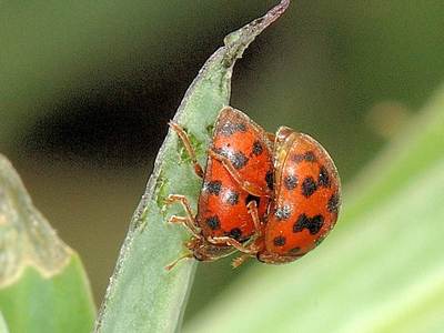 Subcoccinella vigintiquatuorpunctata [Famille : Coccinellidae]