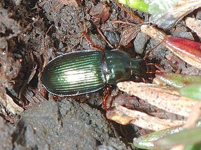 Harpalus rubripes [Famille : Carabidae]