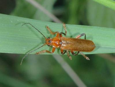 Cantharis livida [Famille : Cantharidae]