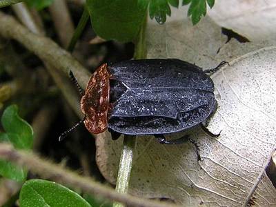 Oiceoptoma thoracicum [Famille : Silphidae]