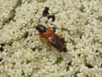 Platydracus stercorarius [Famille : Staphylinidae]
