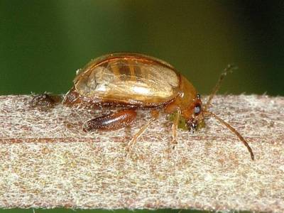 Longitarsus tabidus [Famille : Chrysomelidae]