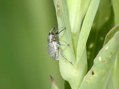 Sibinia viscariae [Famille : Curculionidae]