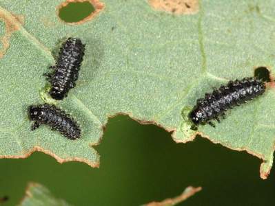 Gastrophysa viridula [Famille : Chrysomelidae]