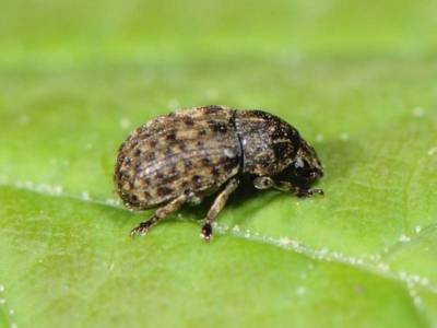 Brachytarsus nebulosus [Famille : Anthribidae]