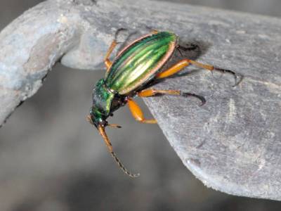 Carabus auratus [Famille : Carabidae]