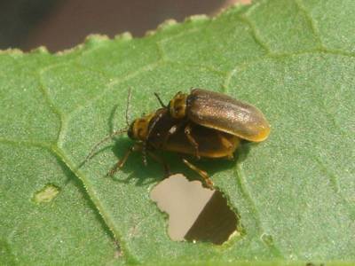 Galerucella species [Famille : Chrysomelidae]
