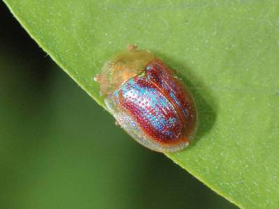 Cassida azurea [Famille : Chrysomelidae]