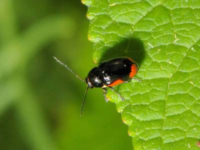 Cryptocephalus moraei [Famille : Chrysomelidae]