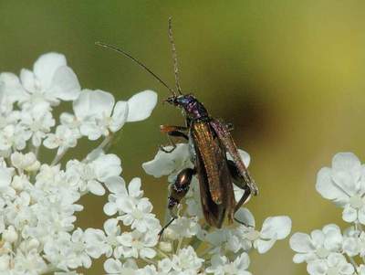 Oedemera flavipes [Famille : Oedemeridae]