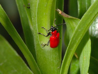 Lilioceris lilii [Famille : Chrysomelidae]