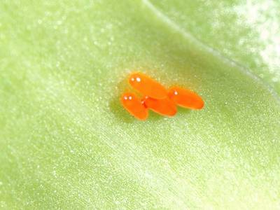 Lilioceris lilii [Famille : Chrysomelidae]