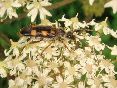 Anoplodera sexguttata [Famille : Cerambycidae]