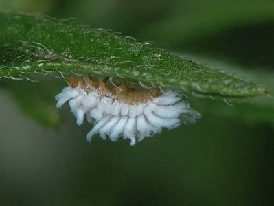 Genre indtermin [Famille : Coccinellidae]