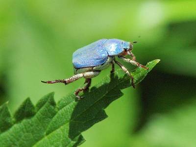 Hoplia caerulea ou H. coerulea [Famille : Scarabaeidae]