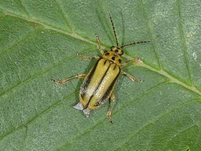 Xanthogaleruca luteola [Famille : Chrysomelidae]