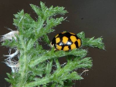 Coccinula quatuordecimpustulata [Famille : Coccinellidae]