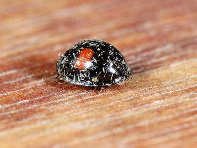 Chilochorus renipustulatus [Famille : Coccinellidae]