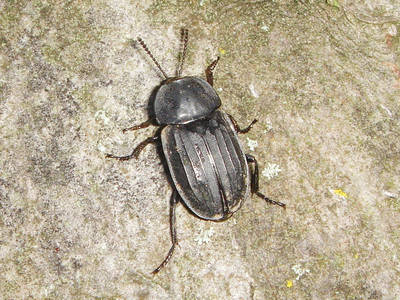 Silpha tristis [Famille : Silphidae]