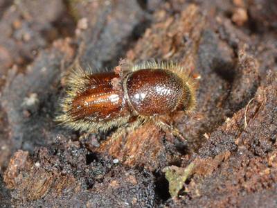 Ips typographus [Famille : Curculionidae]