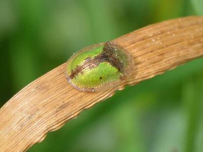 Cassida vibex [Famille : Chrysomelidae]