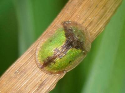 Cassida vibex [Famille : Chrysomelidae]