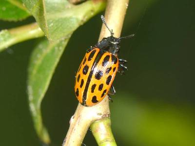 Chrysomela (Strickerus) vigintipunctata [Famille : Chrysomelidae]