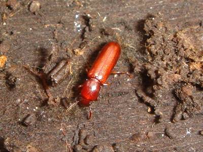 Corticeus unicolor [Famille : Tenebrionidae]