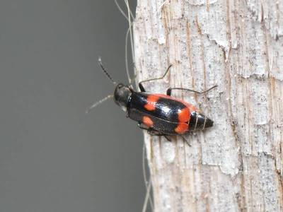 Anthocomus fasciatus [Famille : Malachiidae]