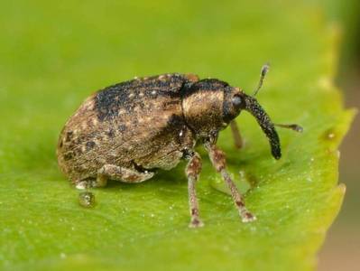 Stereonychus fraxini [Famille : Curculionidae]