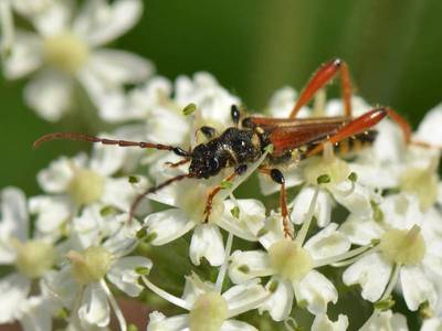 Stenopterus rufus [Famille : Cerambycidae]