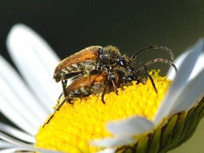 Pseudovadonia livida [Famille : Cerambycidae]