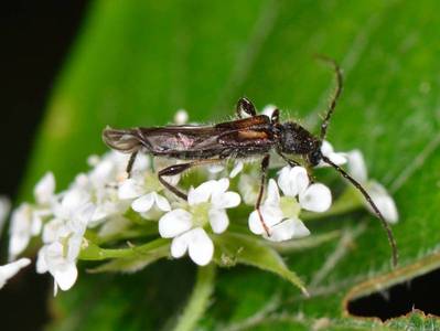 Glaphyra umbellatarum [Famille : Cerambycidae]