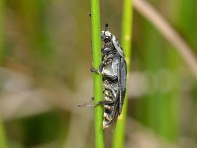 Thanatophilus sinuatus [Famille : Silphidae]