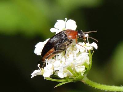 Mordellochroa abdominalis [Famille : Mordellidae]