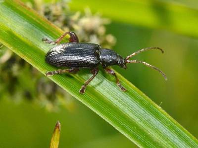 Donaciinae - genre inconnu [Famille : Chrysomelidae]