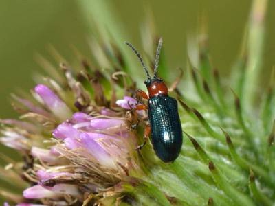 Oulema species [Famille : Chrysomelidae]