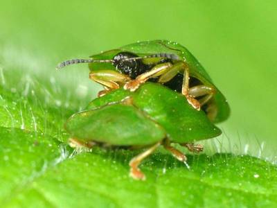 Cassida viridis [Famille : Chrysomelidae]