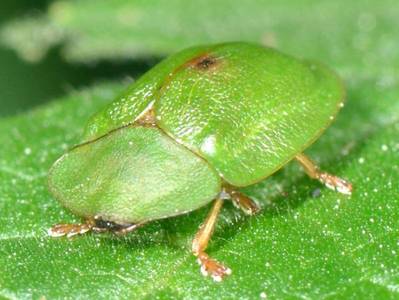 Cassida viridis [Famille : Chrysomelidae]