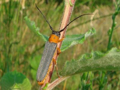 Oberea oculata [Famille : Cerambycidae]
