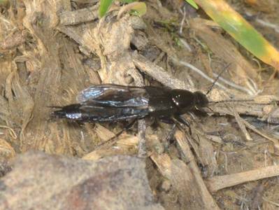 Philonthus cognatus [Famille : Staphylinidae]