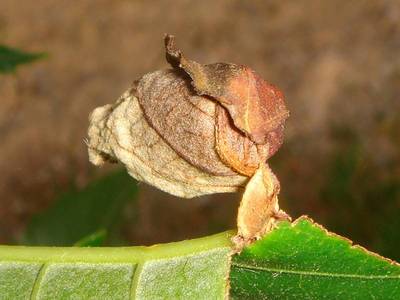 Attelabus nitens [Famille : Attelabidae]